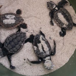 Meet your Posher, Randi